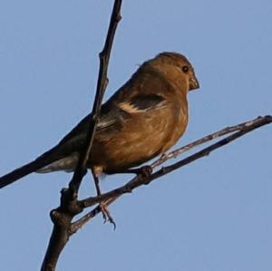 Eurasian Bullfinch