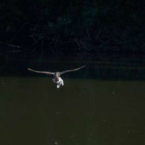 Northern Goshawk