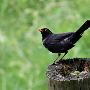 Eurasian Blackbird