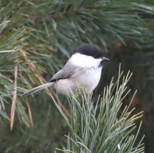 Willow Tit