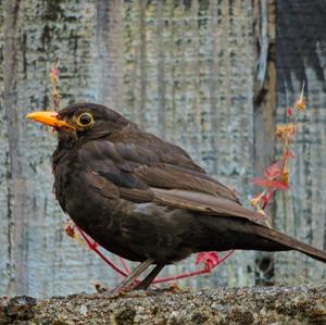 Eurasian Blackbird