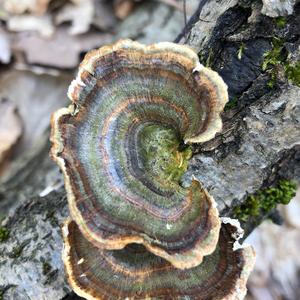 Turkey-tail