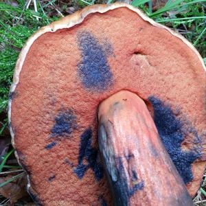 Lurid Bolete