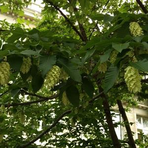 Hop Hornbeam