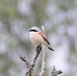 Red-backed Shrike