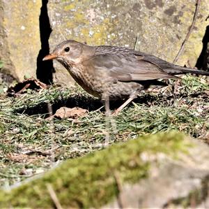 Eurasian Blackbird