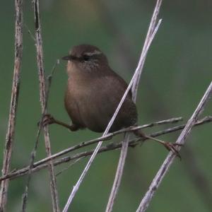 Winter Wren