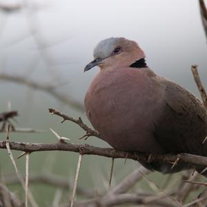 Red-eyed Dove