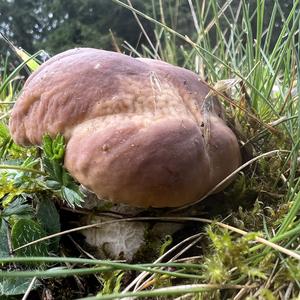 King Bolete