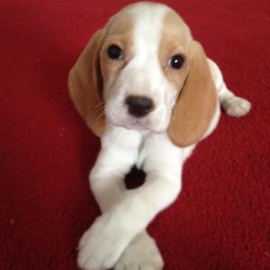 Beagle