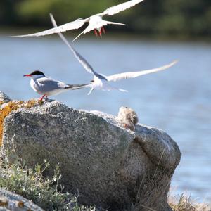 Common Tern