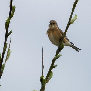 Eurasian Linnet