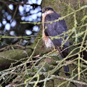 Eurasian Sparrowhawk