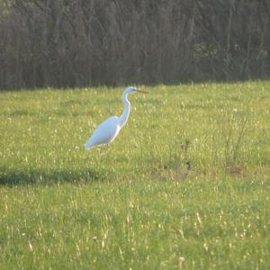 Great Egret