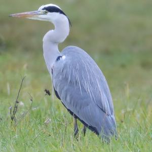 Grey Heron