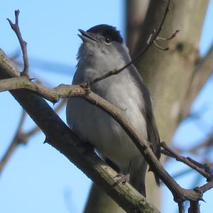 Blackcap