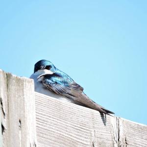 Tree Swallow