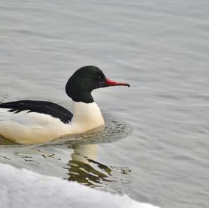 Gänsesäger