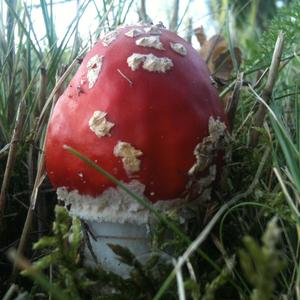 Fly Agaric