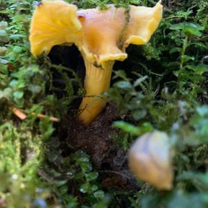 Chanterelle, Common