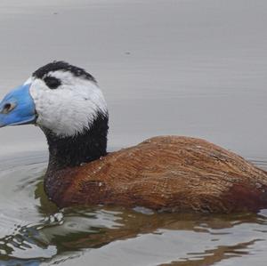 White-headed Duck