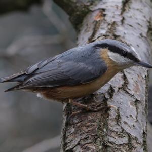 Wood Nuthatch