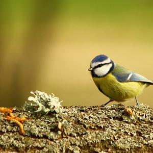 Blue Tit