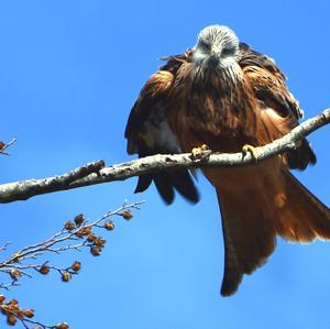 Red Kite