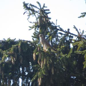 Common Kestrel