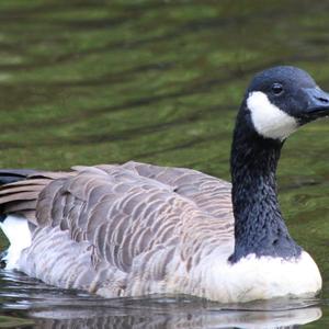 Canada Goose