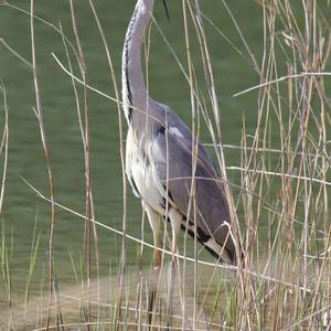 Grey Heron