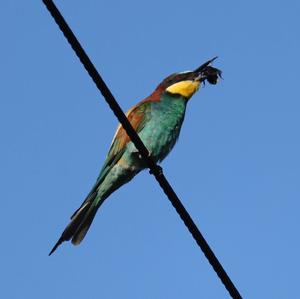 European Bee-eater