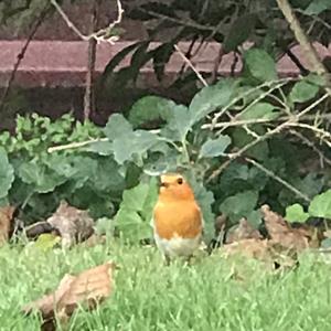 European Robin