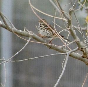 Meadow Pipit