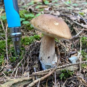 King Bolete