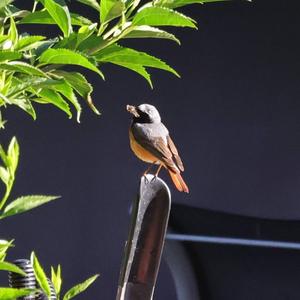 Common Redstart