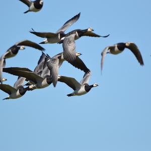 Barnacle Goose