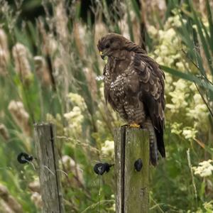 Mäusebussard