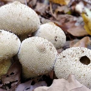 Gem-studded Puffball