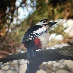 Great Spotted Woodpecker