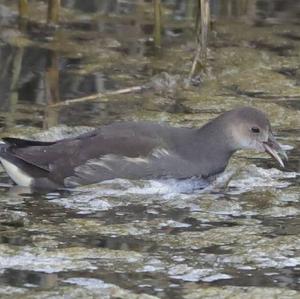 Common Moorhen