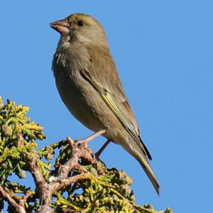 European Greenfinch