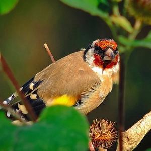 European Goldfinch