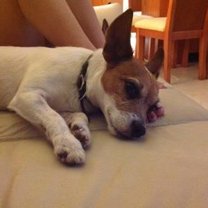 Jack Russell Terrier