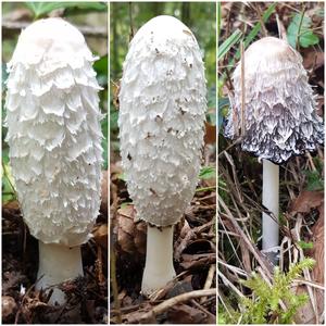 Shaggy Mane