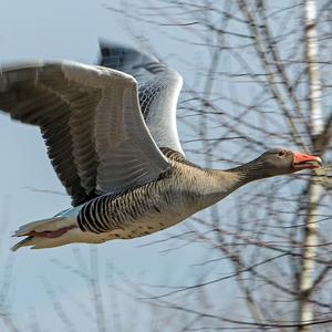 Greylag Goose