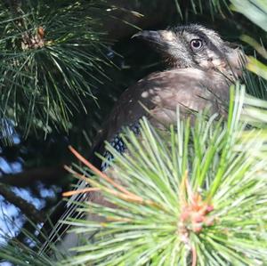 Eurasian Jay