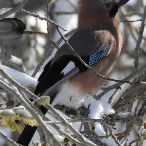 Eurasian Jay