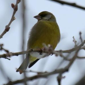 European Greenfinch