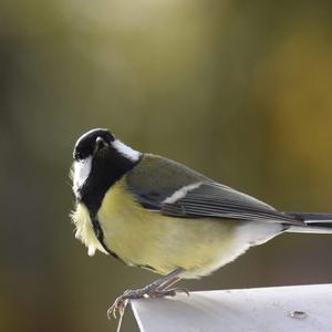 Great Tit